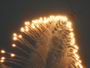 distel022.jpg